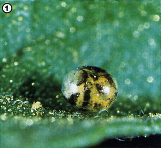 Hornworms can first be detected in the form of small yellow eggs deposited on host plants. This particular egg displays a dark coloration indicating that it has been parasitized and would therefore pose no threat to your garden later.